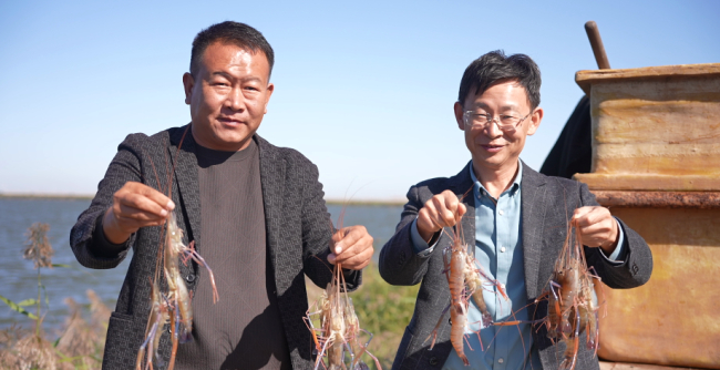 高端訪談丨專訪把鹽堿地變成“海鮮池”的科技專家——李春嶺0605羅氏沼蝦收獲.jpg